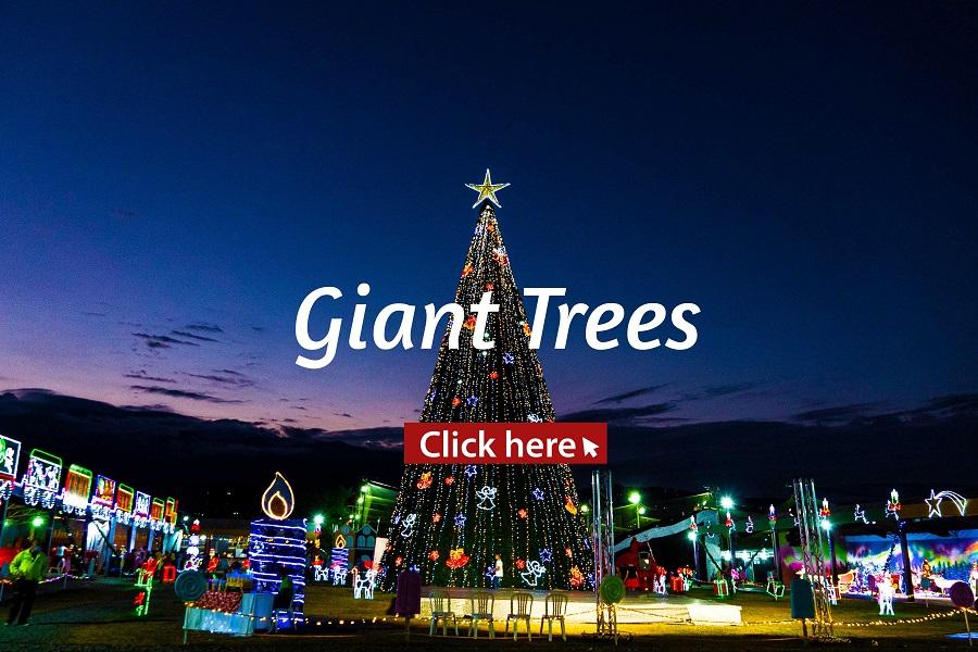 Fexton Christmas Trees